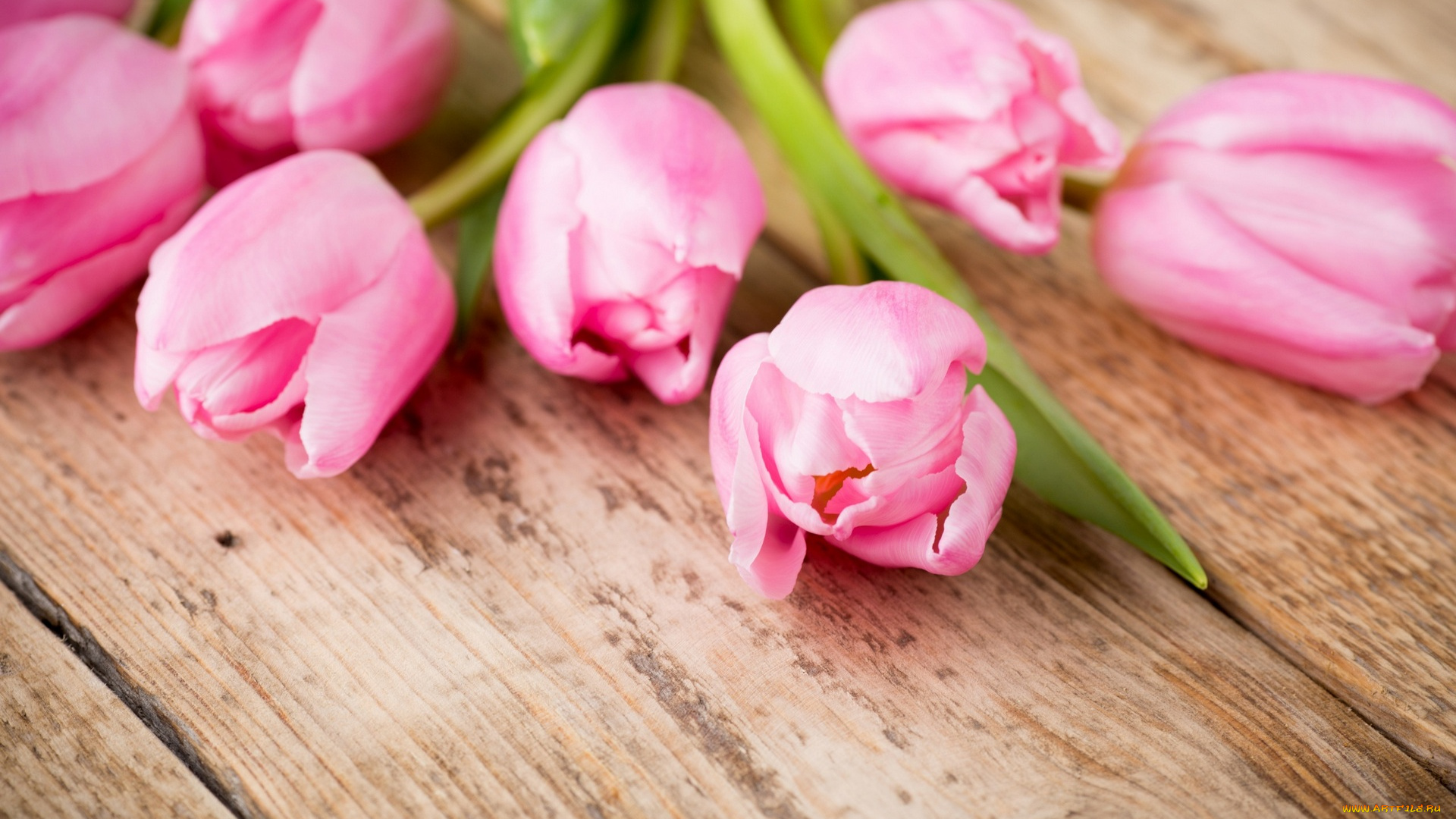цветы, тюльпаны, розовый, цвет