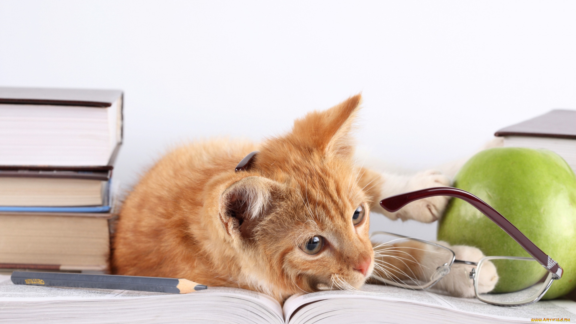 животные, коты, кот, очки, кошка, яблоко, рыжий, карандаш, книги, лежит