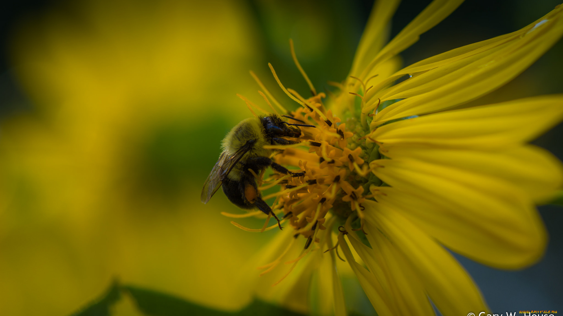 животные, пчелы, , осы, , шмели, цветок, пчела