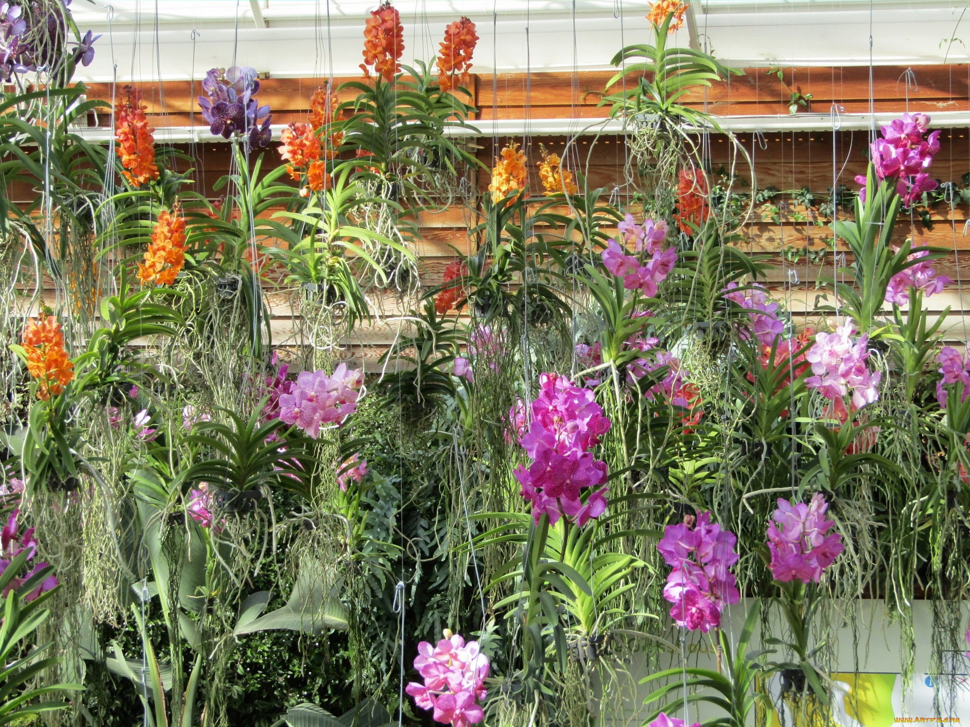 цветы, орхидеи, разноцветные