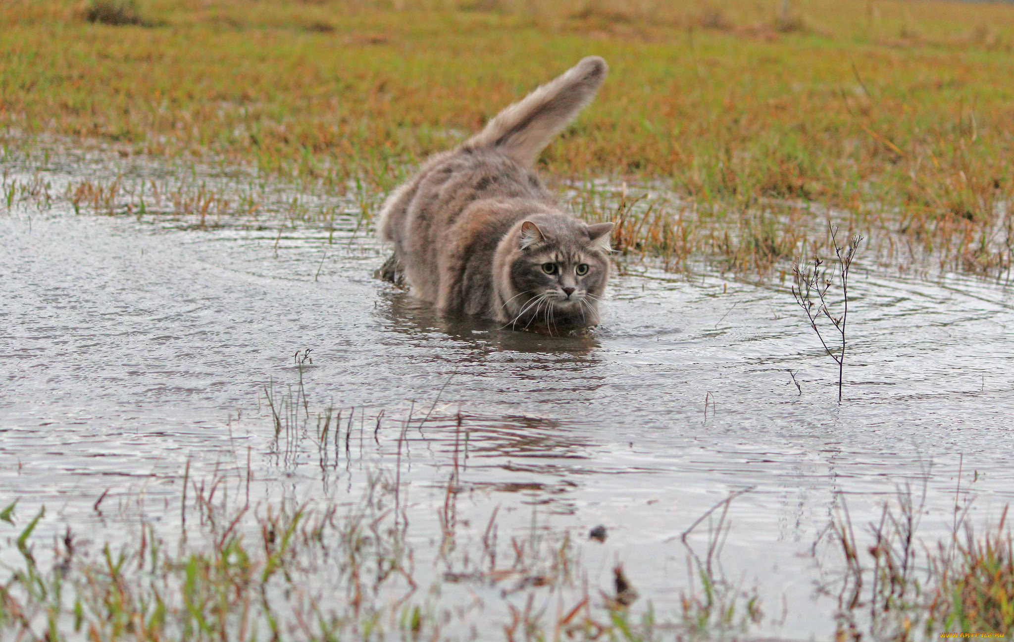 Степной кот у воды