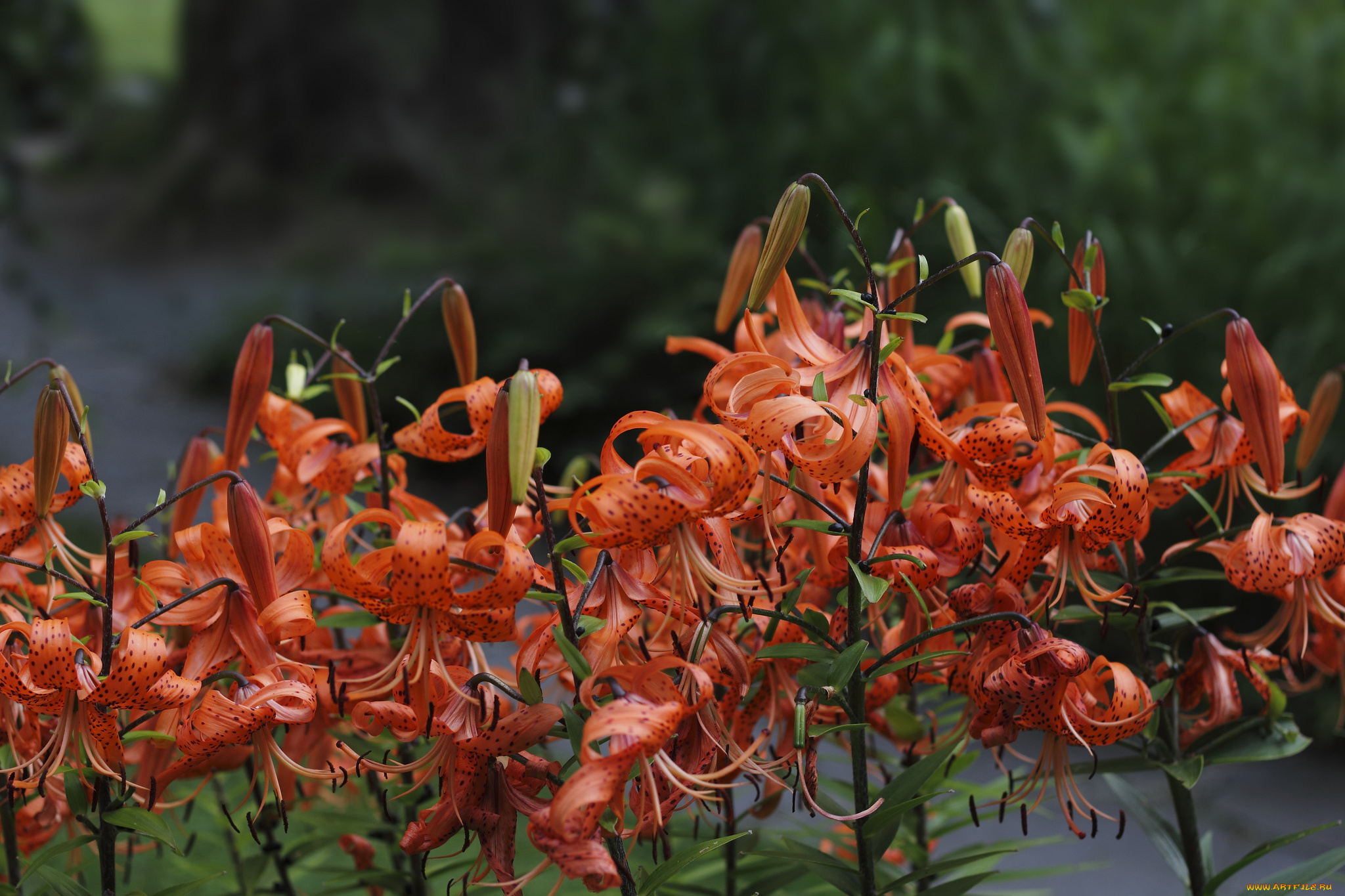 цветы, лилии, , лилейники, бутоны, цветение, lily, pink, buds, blooms