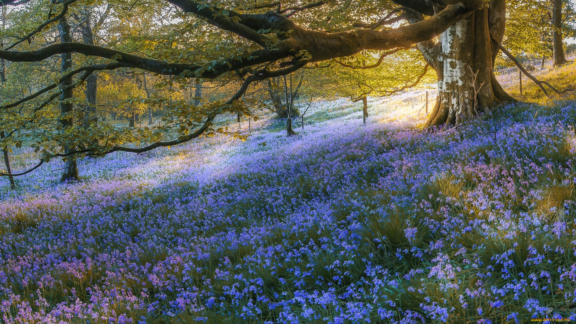 природа, лес, гартмор, шотландия, деревья, scotland, gartmore, колокольчики, цветы, bluebell, wood