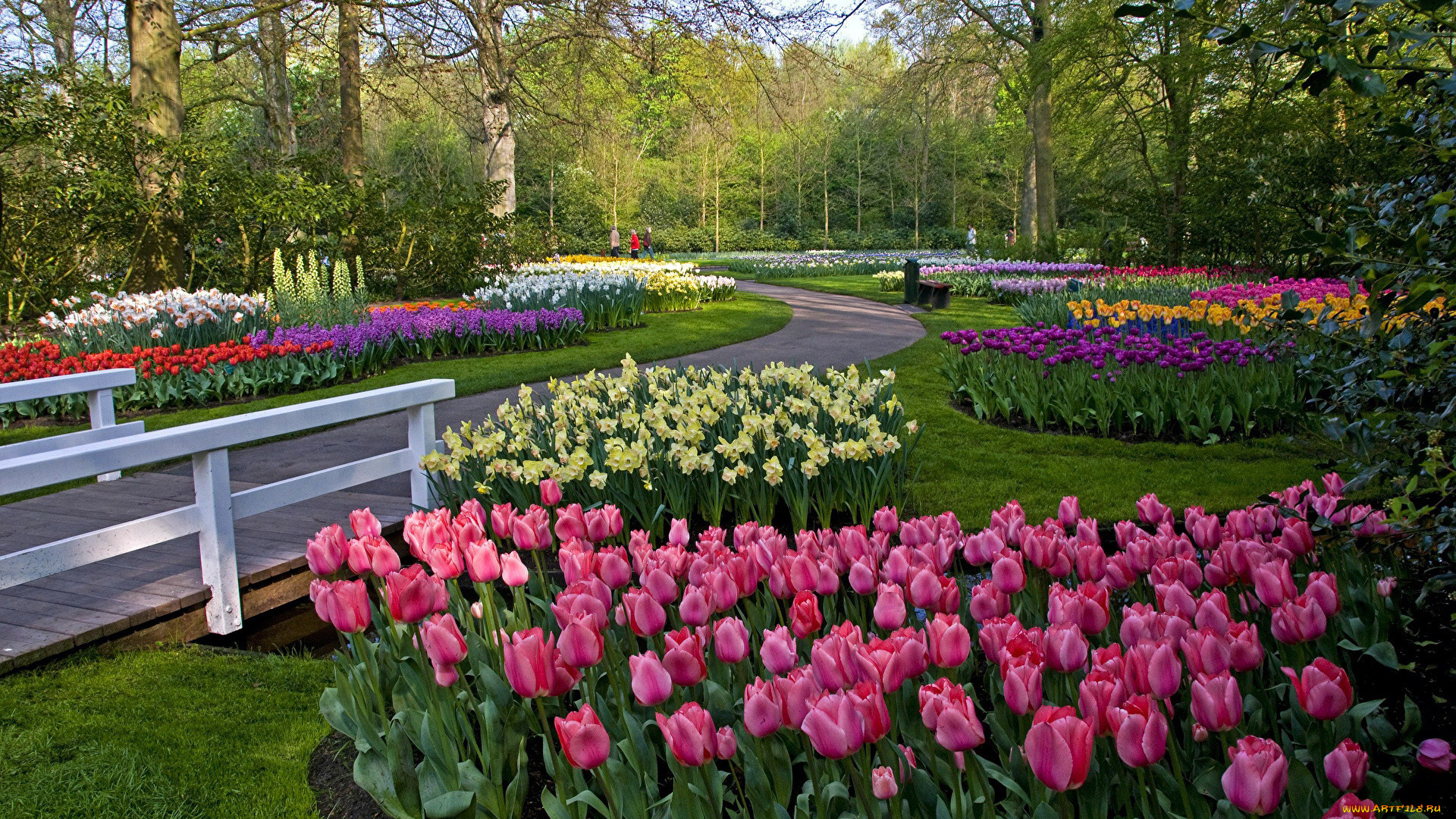 природа, парк, весна, клумбы, тюльпаны