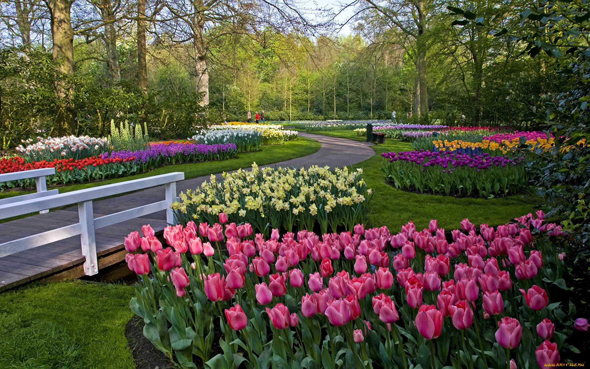природа, парк, весна, клумбы, тюльпаны