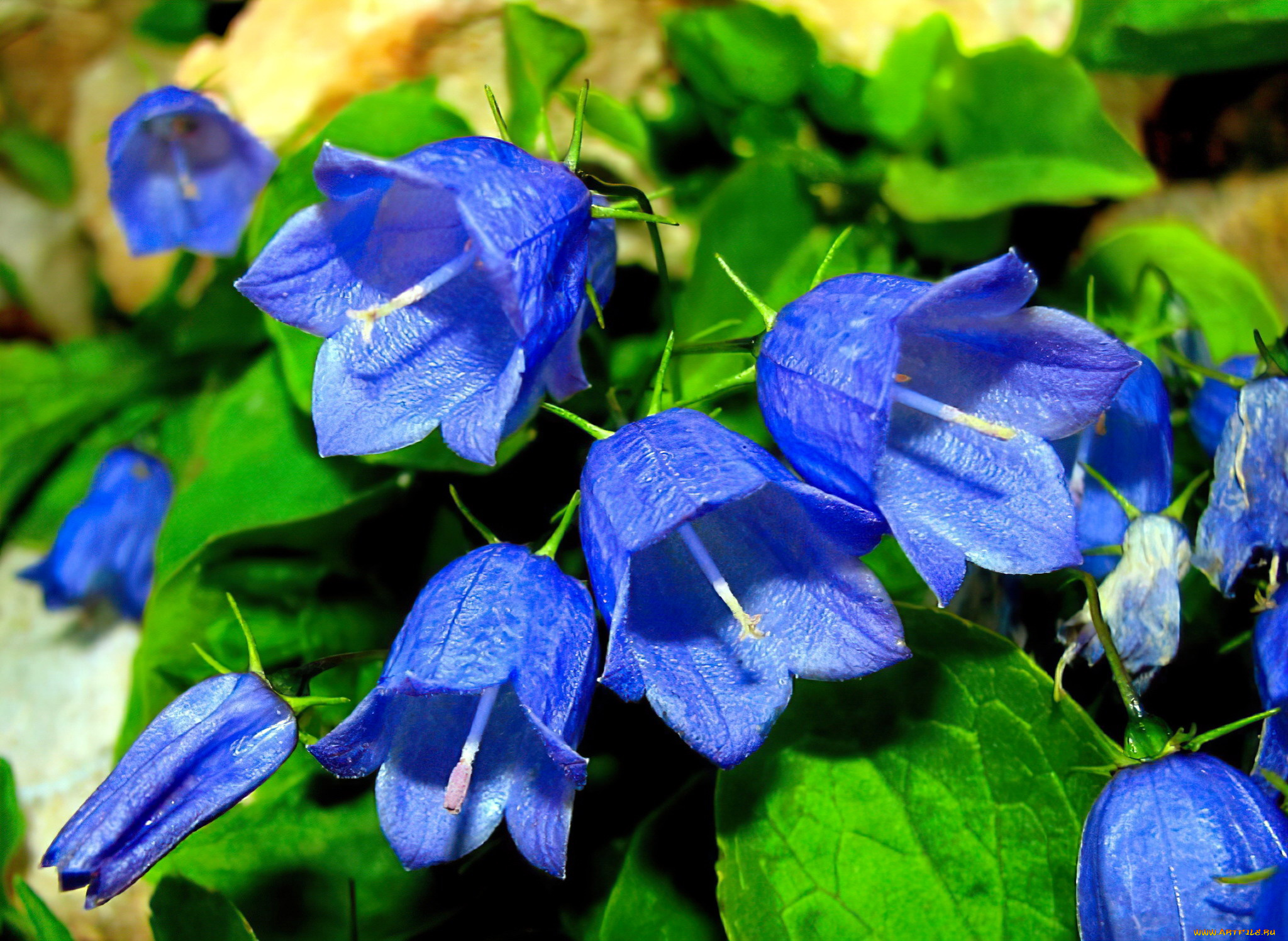 цветы, колокольчики, синие