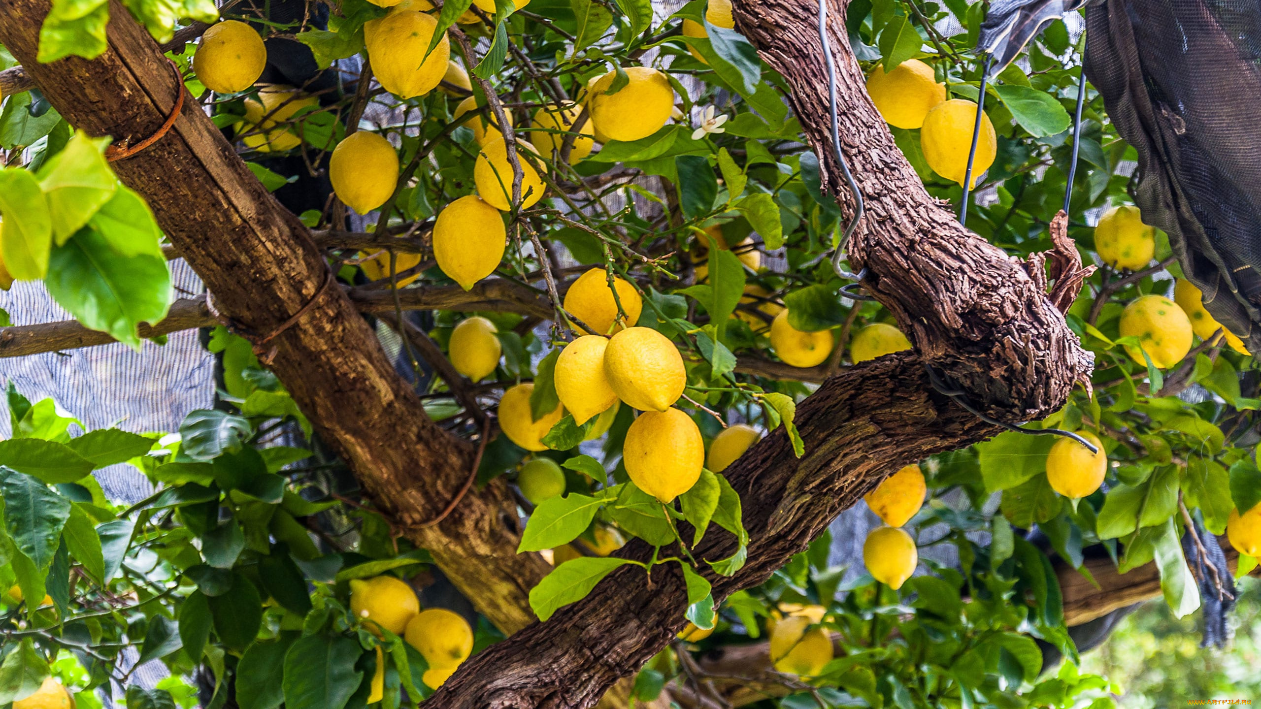 природа, плоды, лимоны, цитрусы
