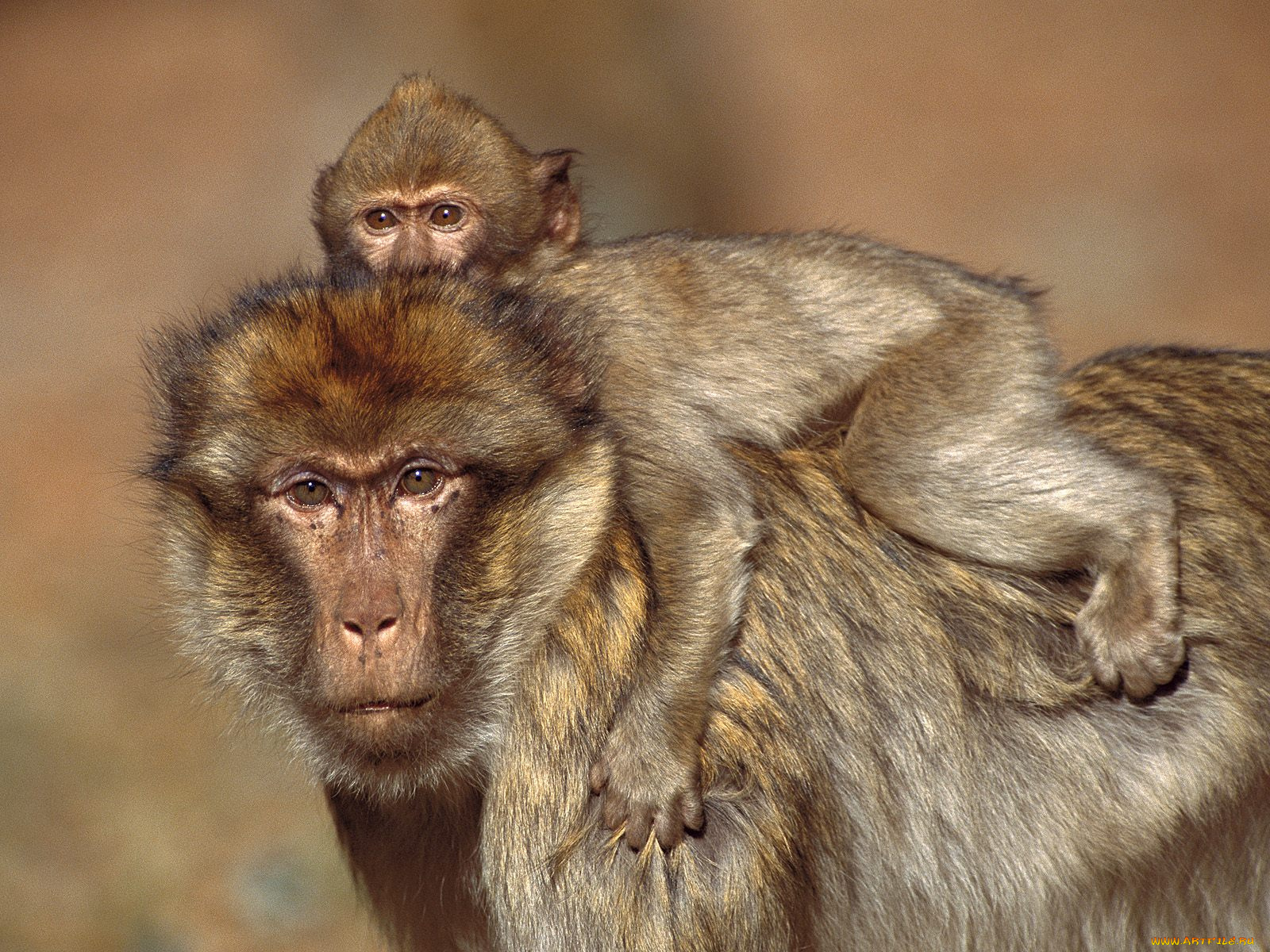 barbary, macaques, morocco, животные, обезьяны