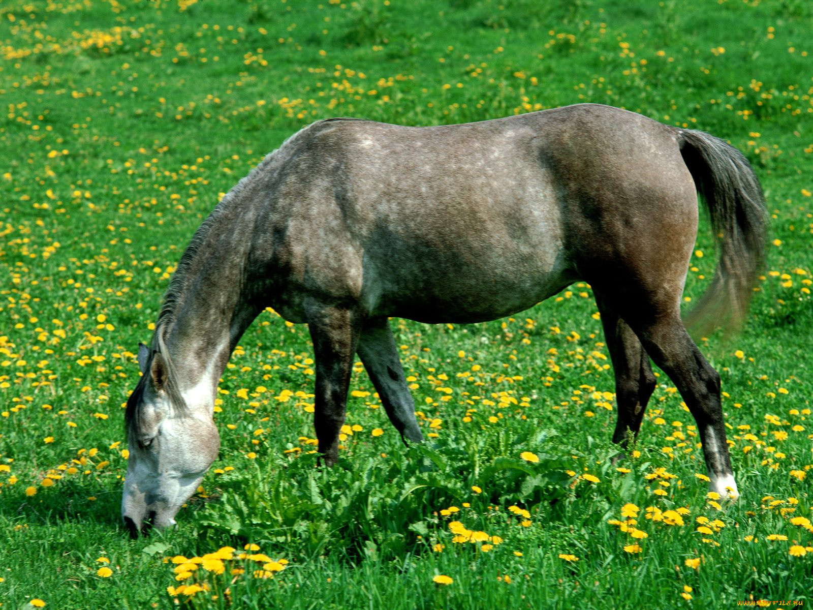 grazing, in, the, green, grass, животные, лошади