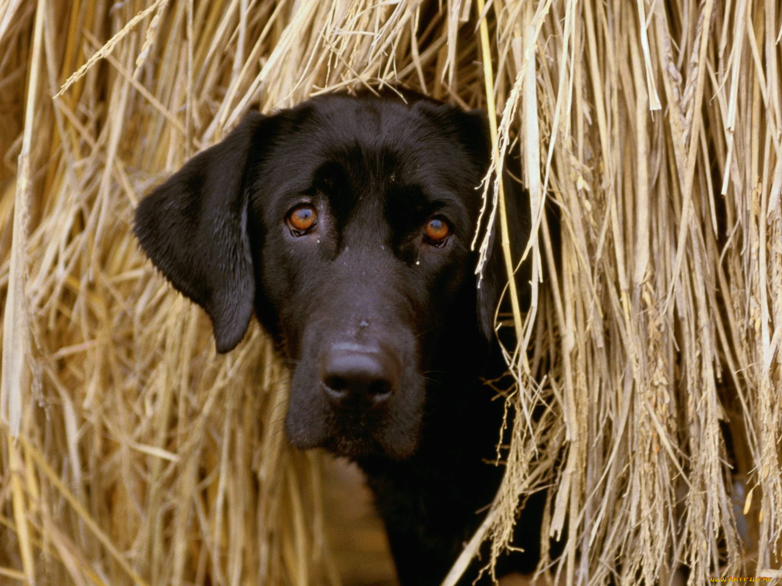 hiding, in, the, hay, животные, собаки