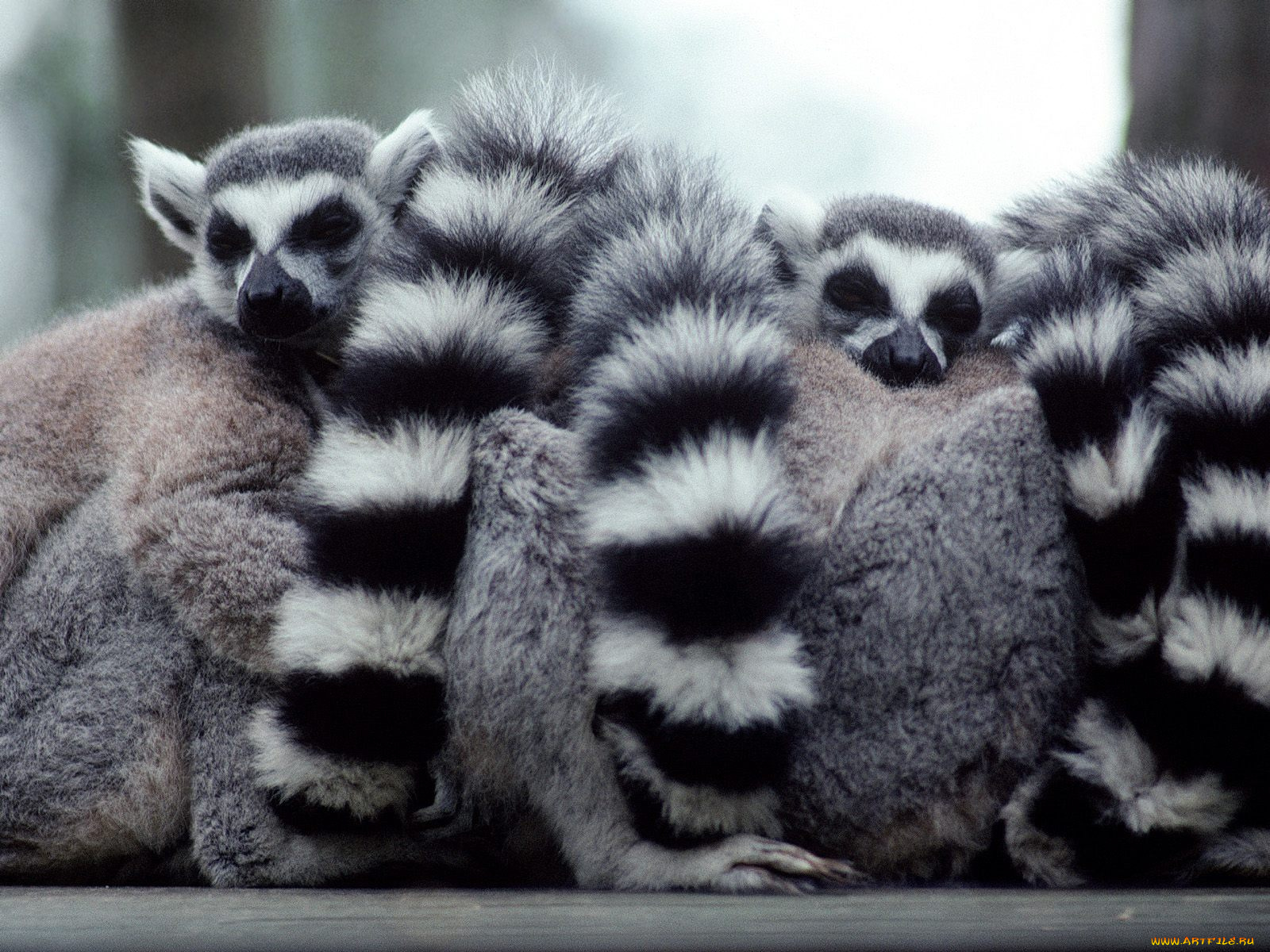 lump, of, lemurs, животные, лемуры