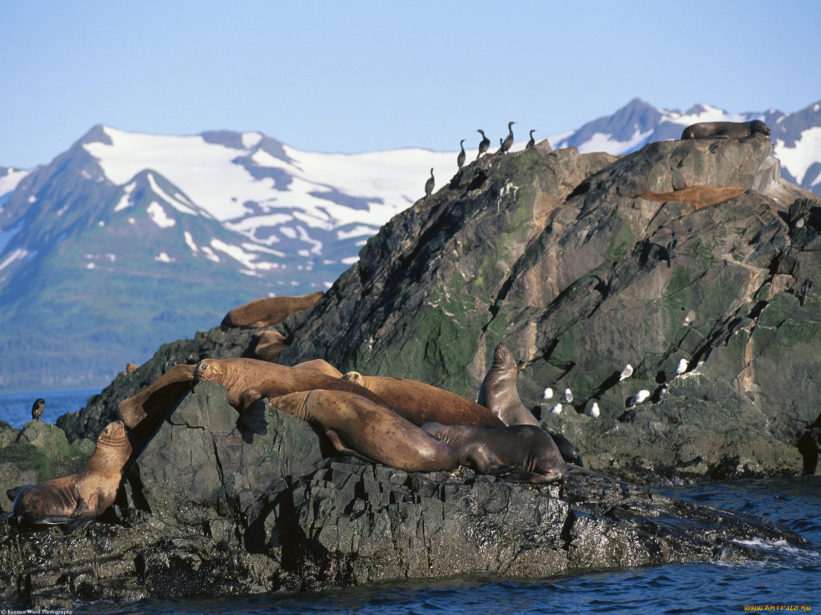 stellar, sea, lions, gulls, and, cormorants, alaska, животные, тюлени, морские, львы, котики