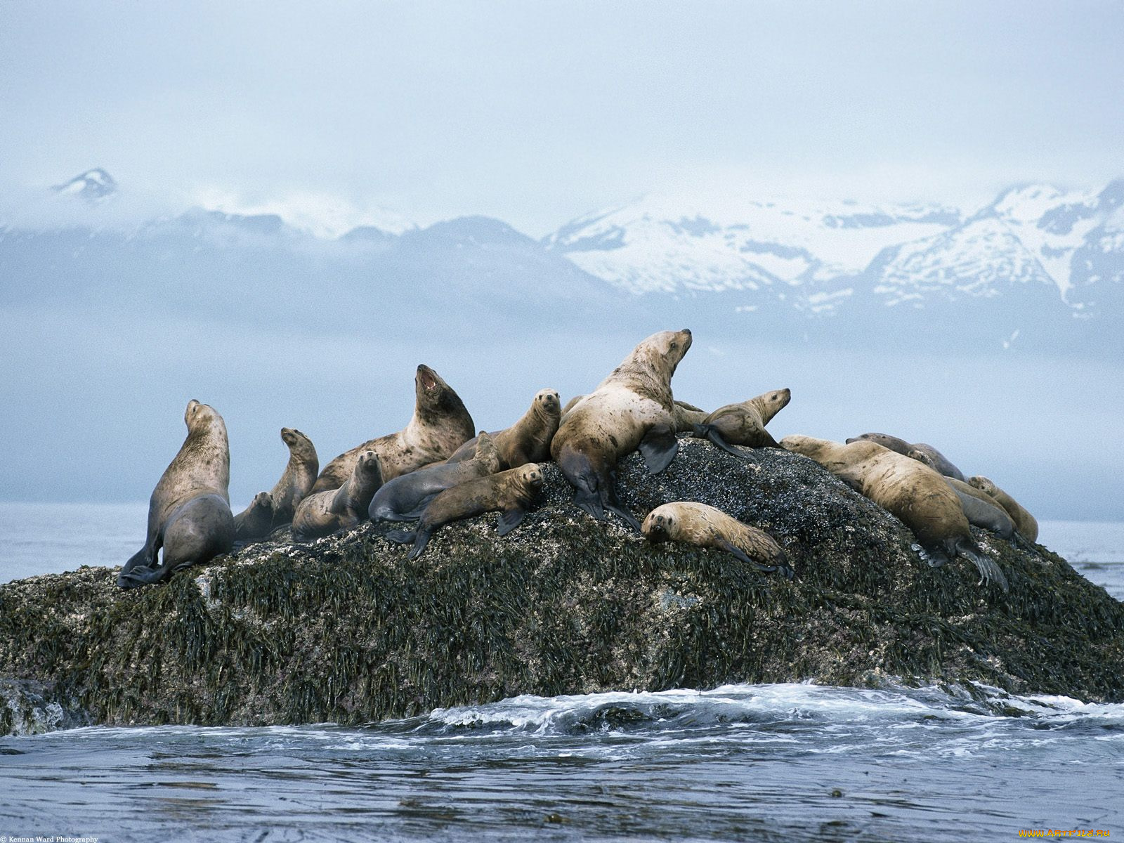 steller, sea, lions, alaska, животные, тюлени, морские, львы, котики
