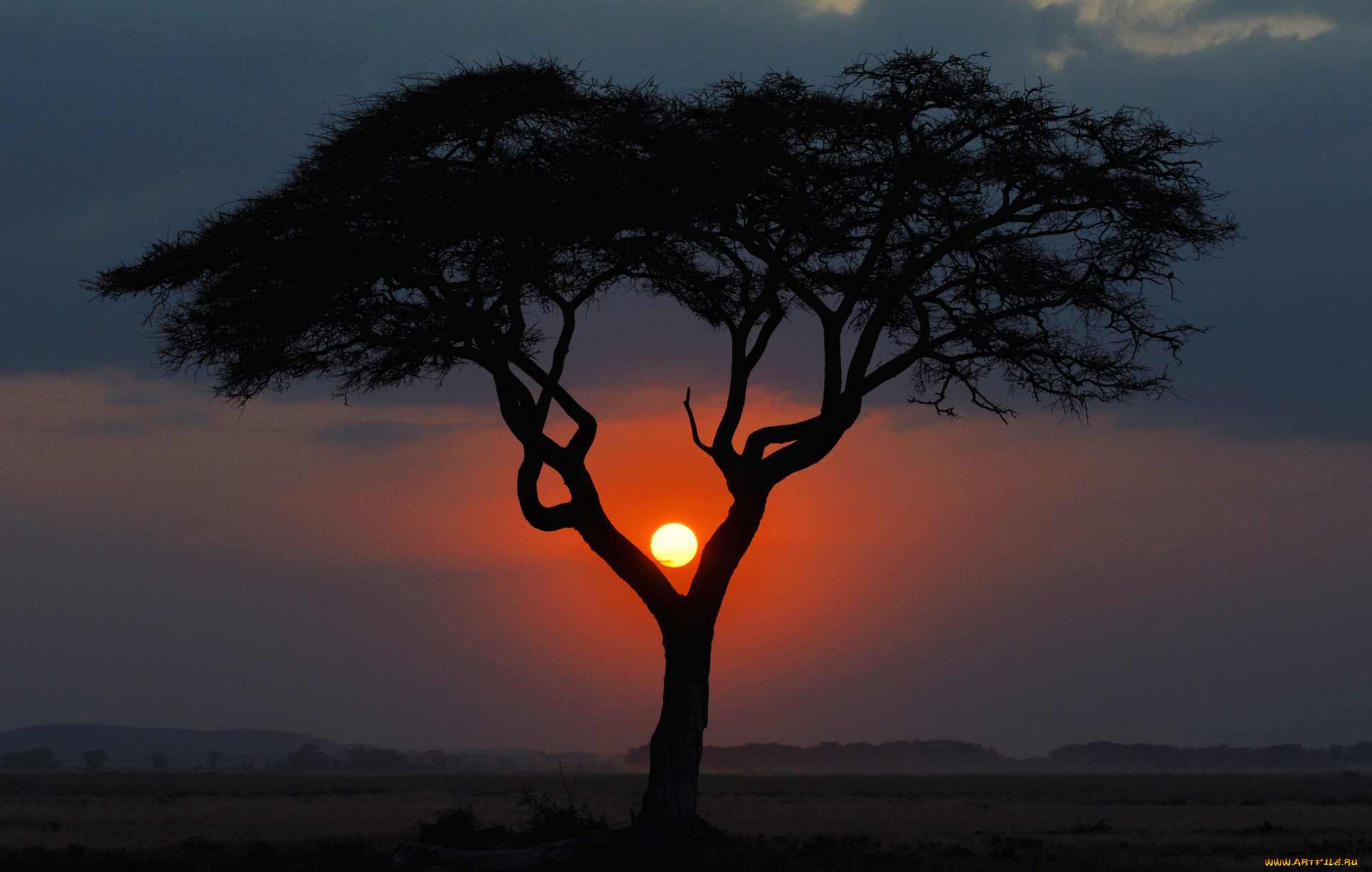 природа, восходы, закаты, саванна, солнце, африка, вечер, дерево, закат, кения, пейзаж