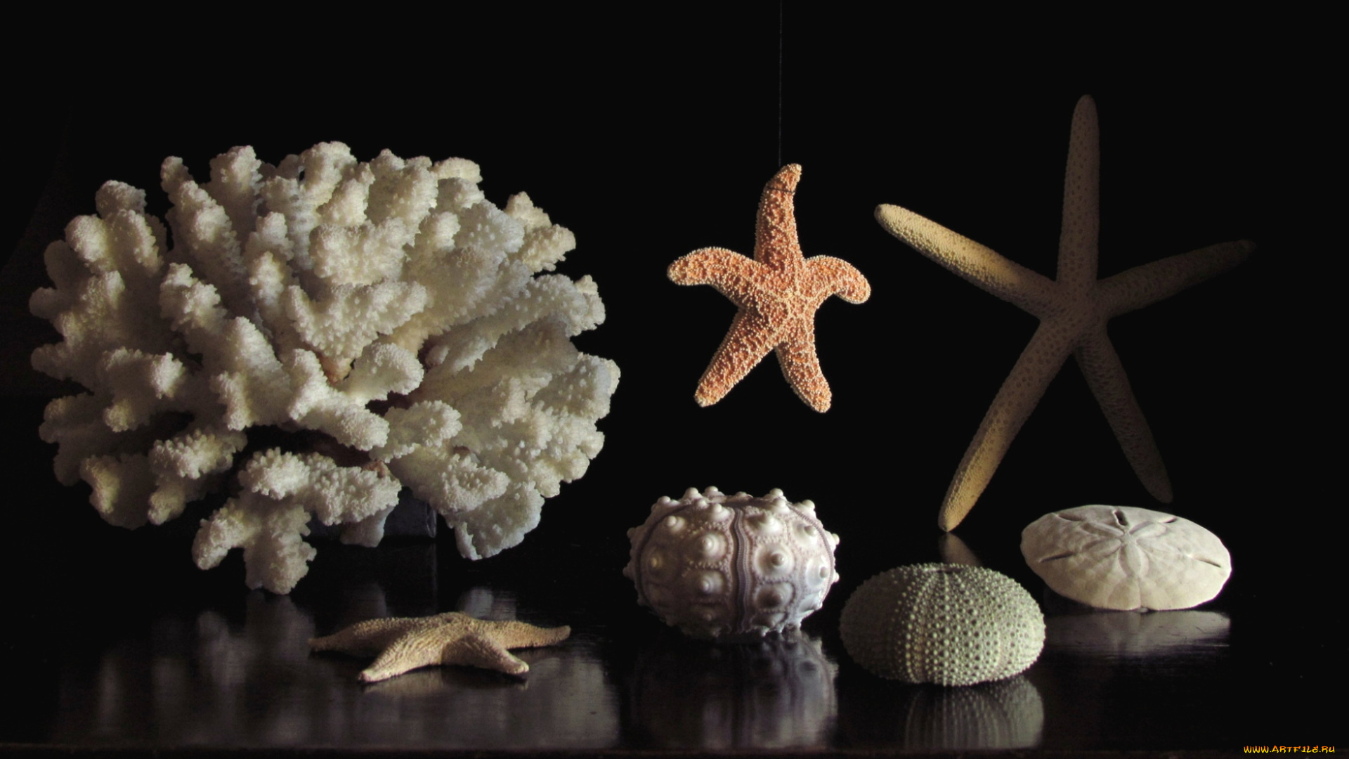 разное, ракушки, кораллы, декоративные, spa, камни, звезда, морской, ёж, коралл