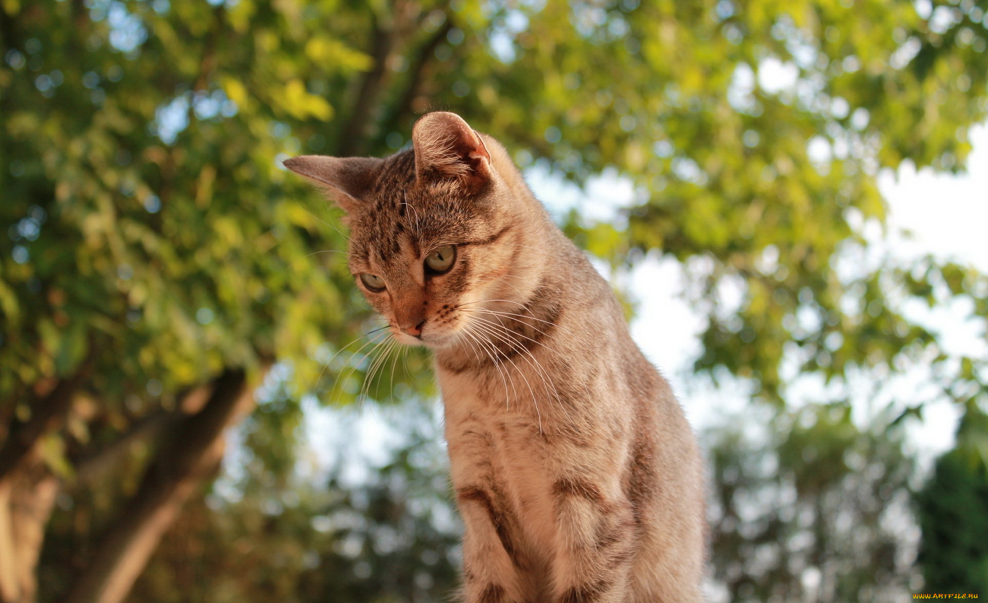 животные, коты, зелень, смотрит, дерево, рыжий, кот