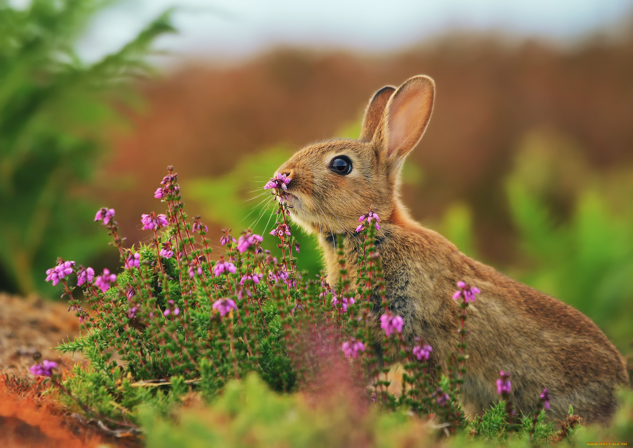 животные, кролики, зайцы, цветы