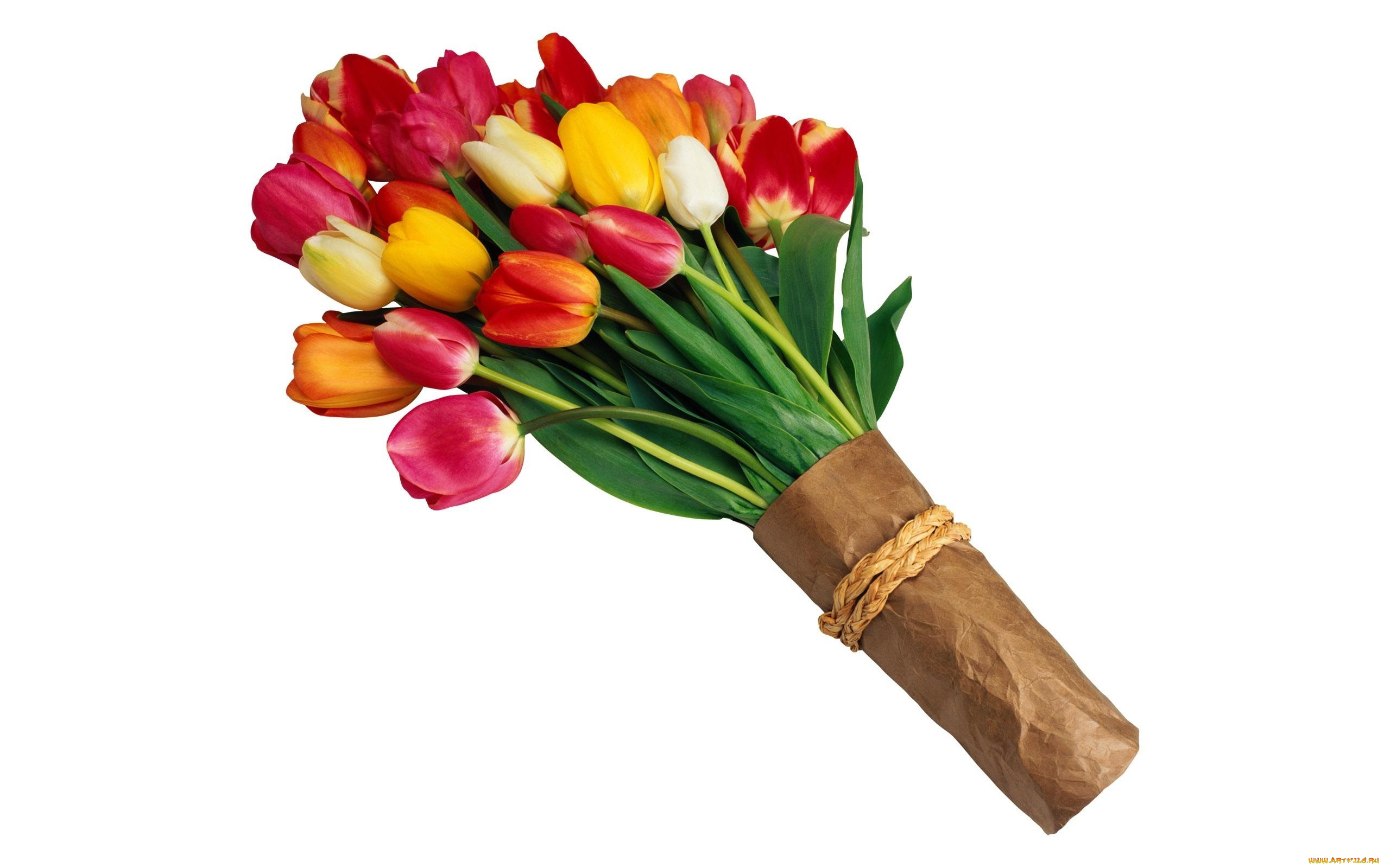 цветы, тюльпаны, упаковка