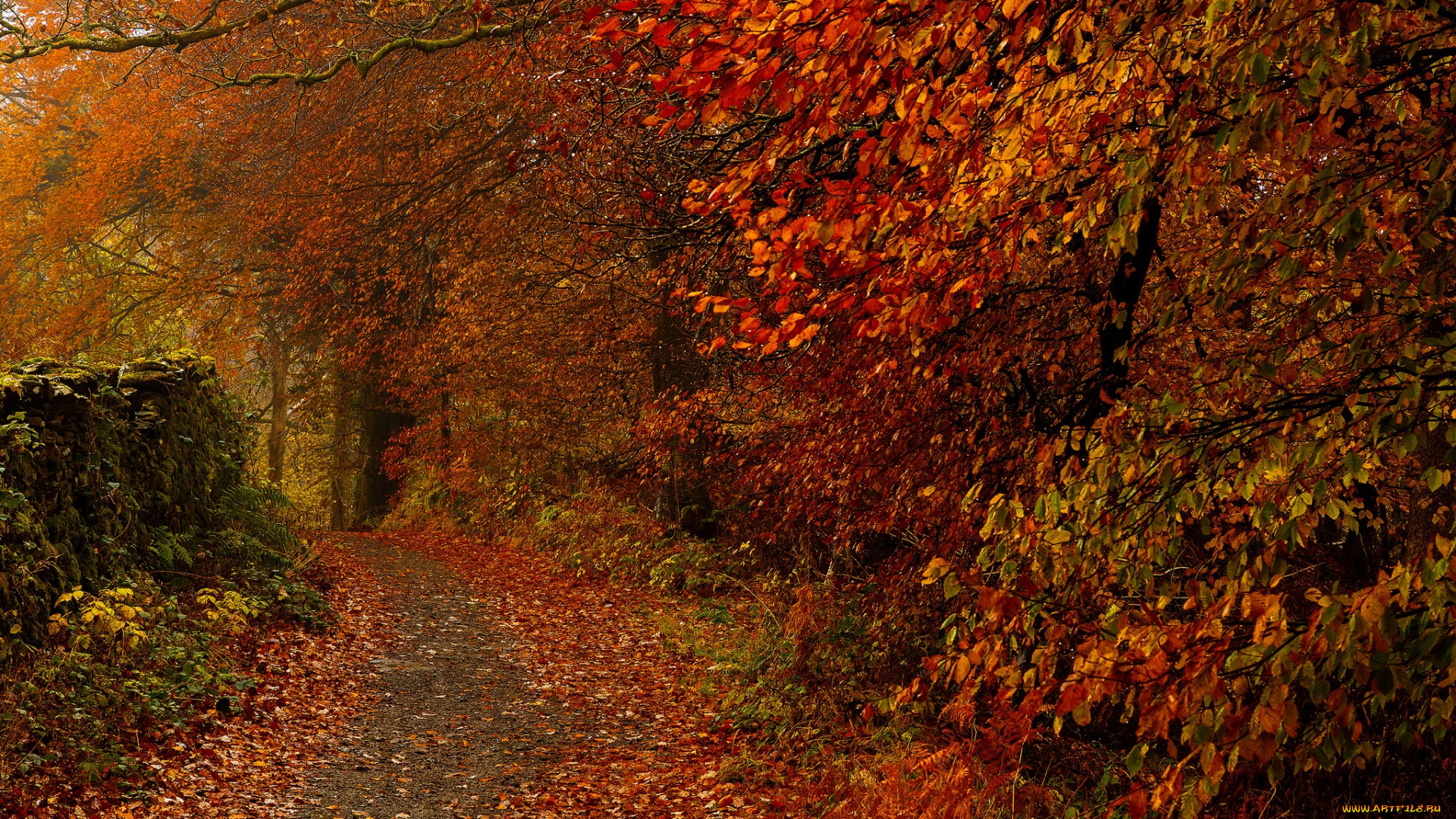 природа, дороги, тропинка, деревья, парк, листья, осень