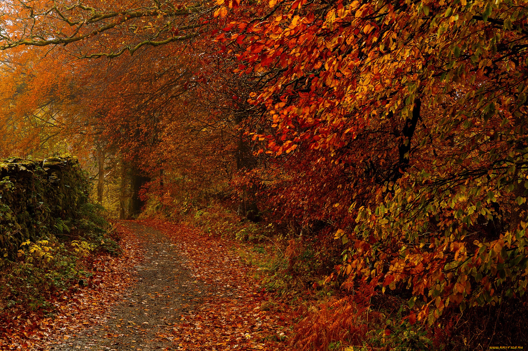природа, дороги, тропинка, деревья, парк, листья, осень