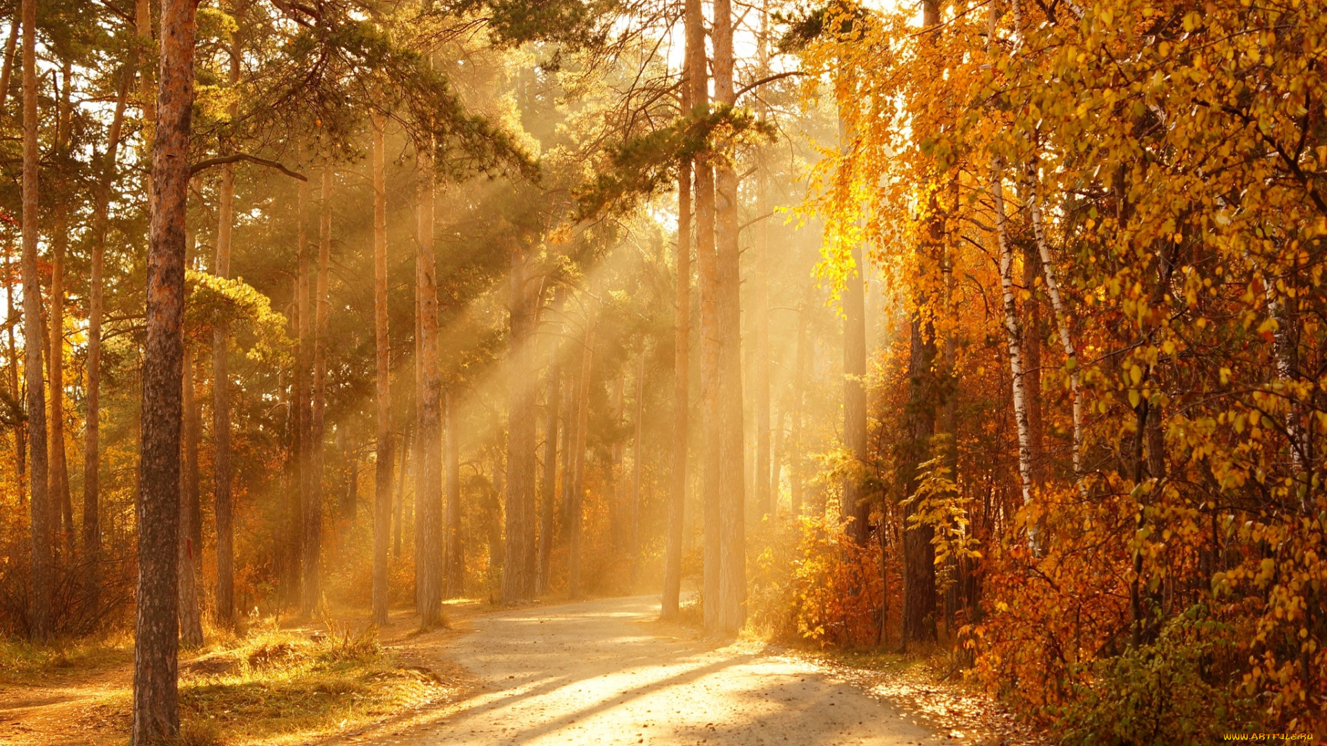 природа, дороги, деревья, солнце, лучи, осень