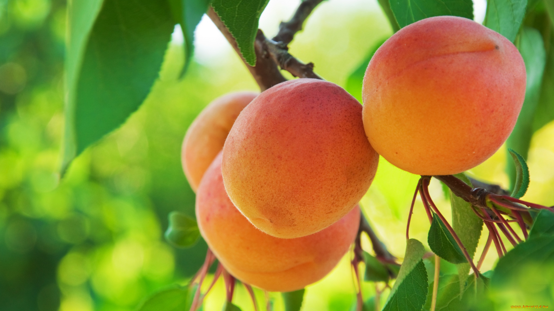 природа, плоды, apricot, фрукты, абрикосы