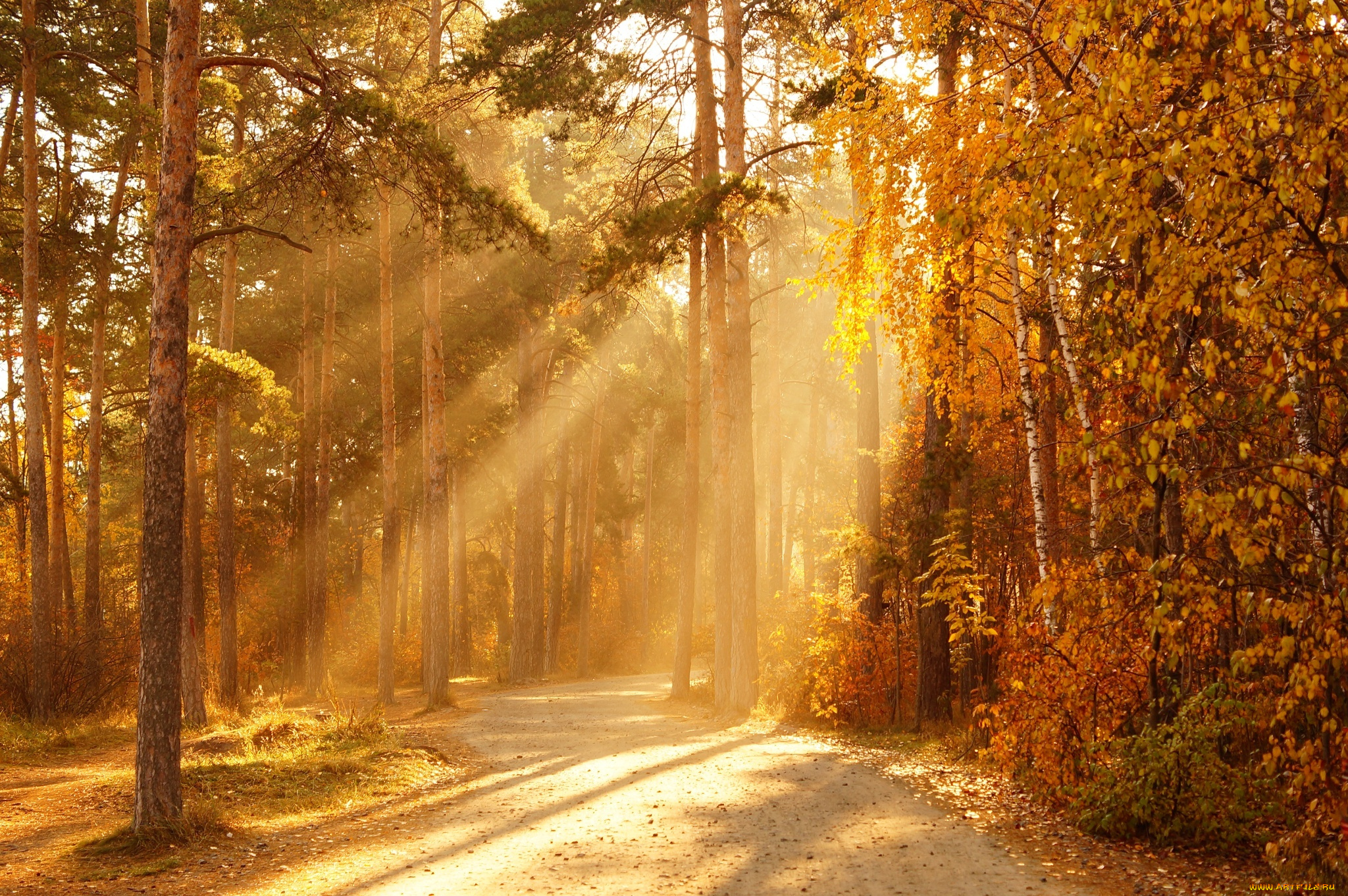 природа, дороги, деревья, солнце, лучи, осень