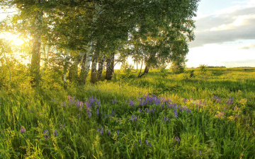 Картинка природа восходы закаты лето солнце березы деревья трава цветы зелень луг поле
