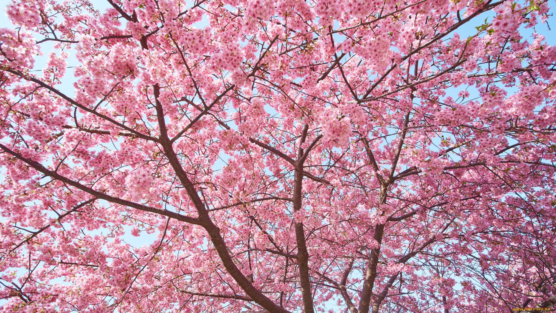 цветы, сакура, , вишня, весна, розовый, дерево
