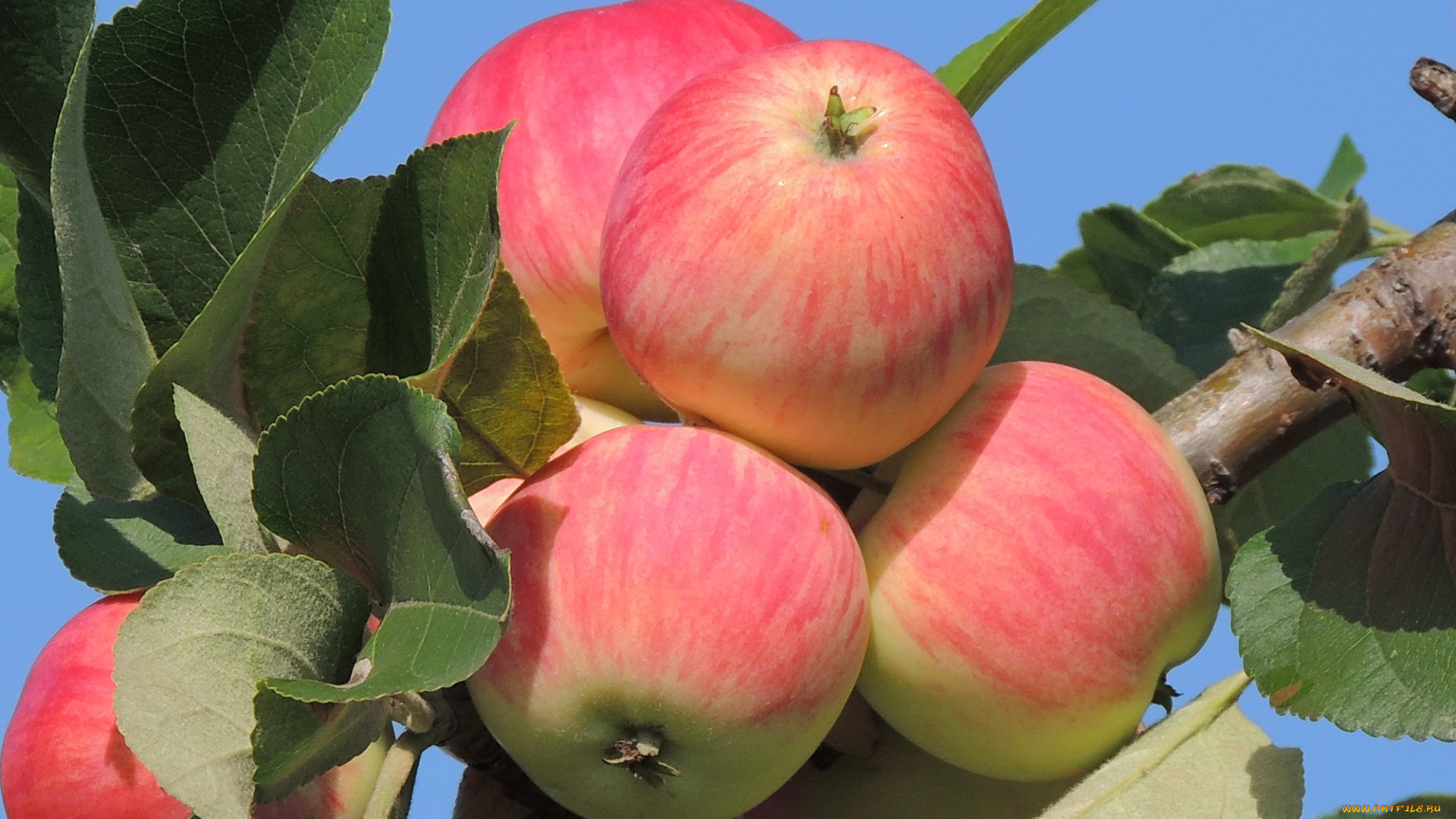 природа, плоды, яблоня, август, яблоки