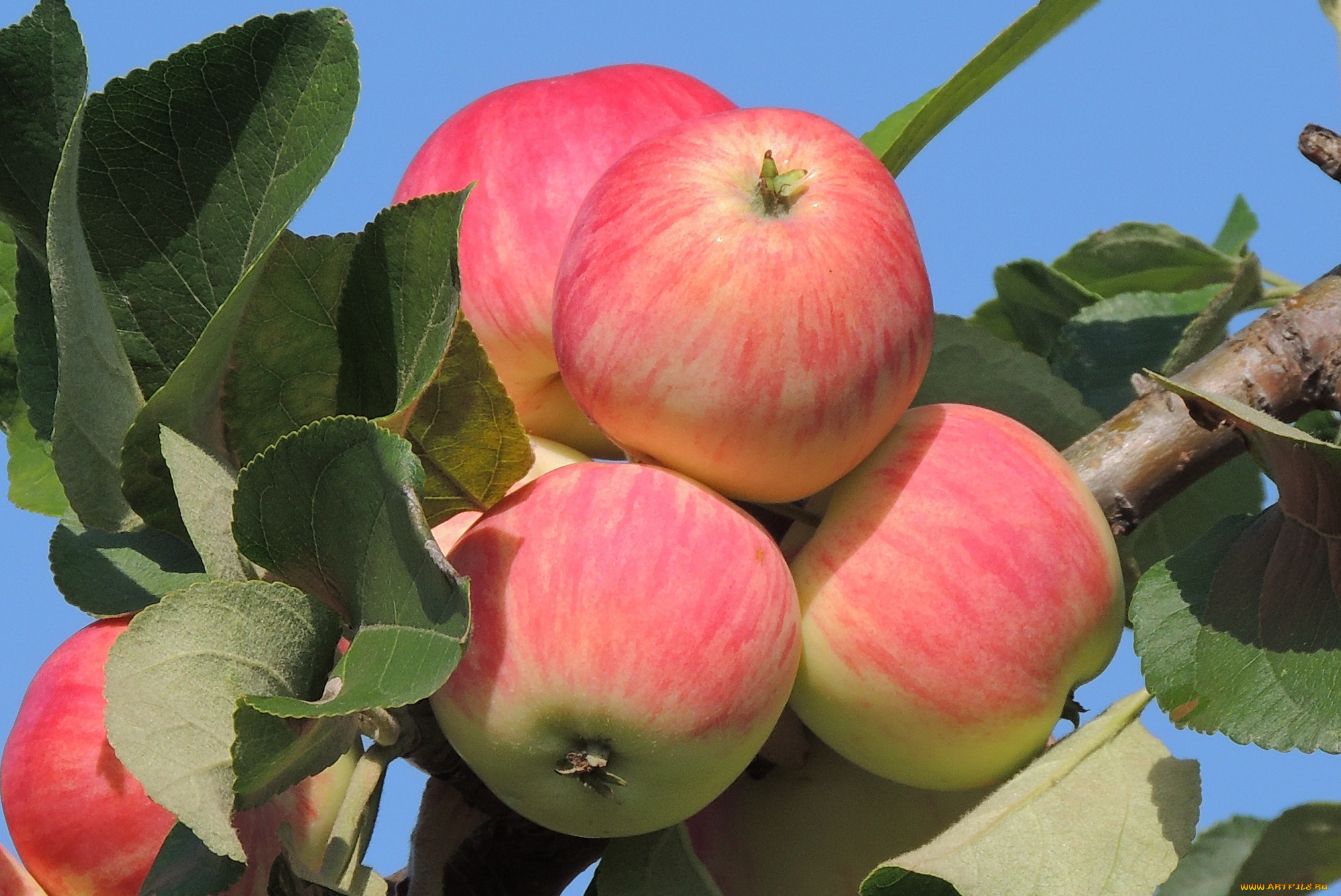 природа, плоды, яблоня, август, яблоки