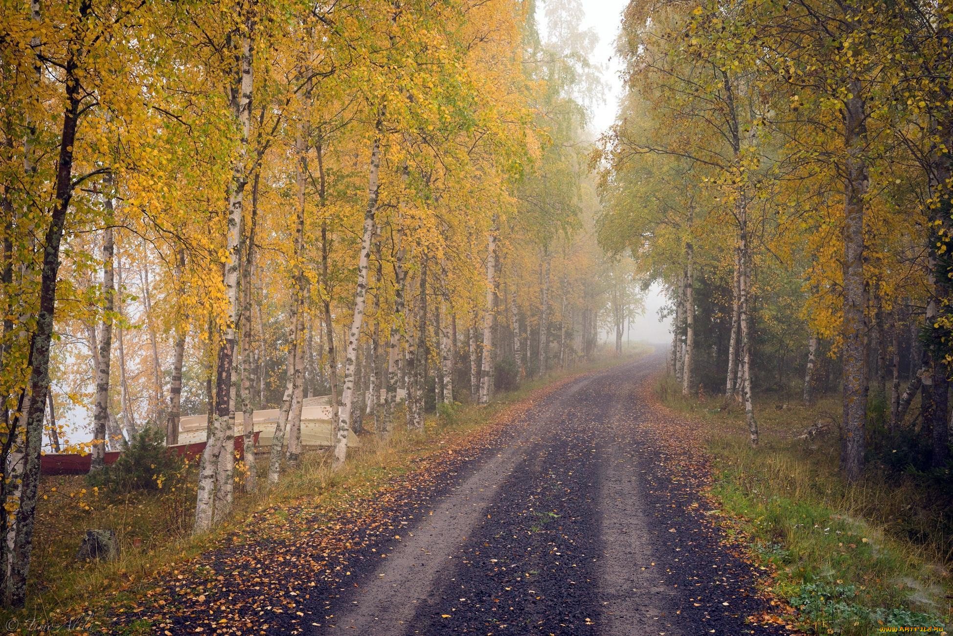 природа, дороги, березы, осень, дорога, деревья