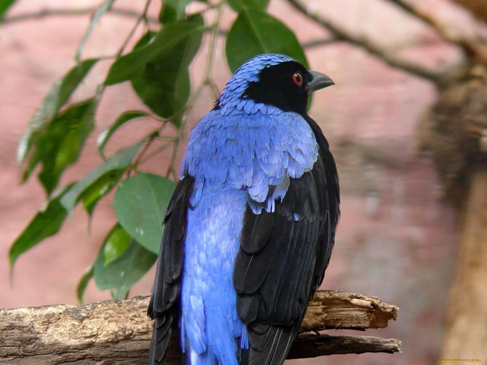 blue, backed, fairy, bluebird, male, животные, птицы