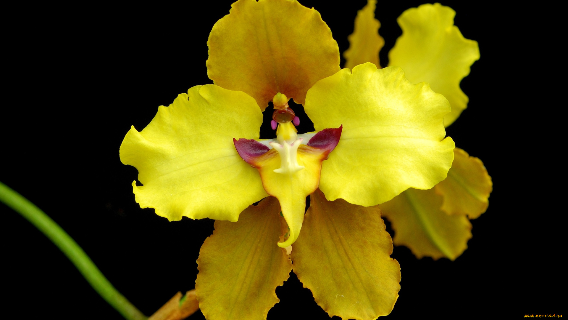 цветы, орхидеи, желтый, яркий