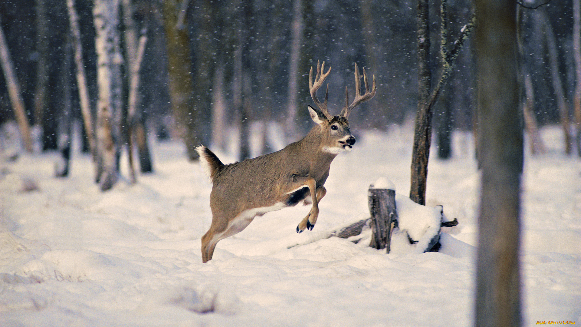 животные, олени, снег, лес, зима