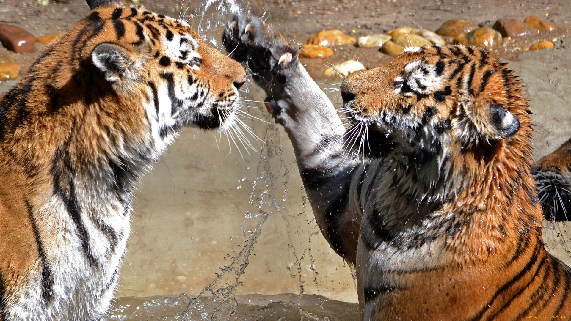 two, tigers, животные, тигры, вода