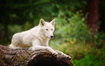 Картинка животные волки волк размытость белый