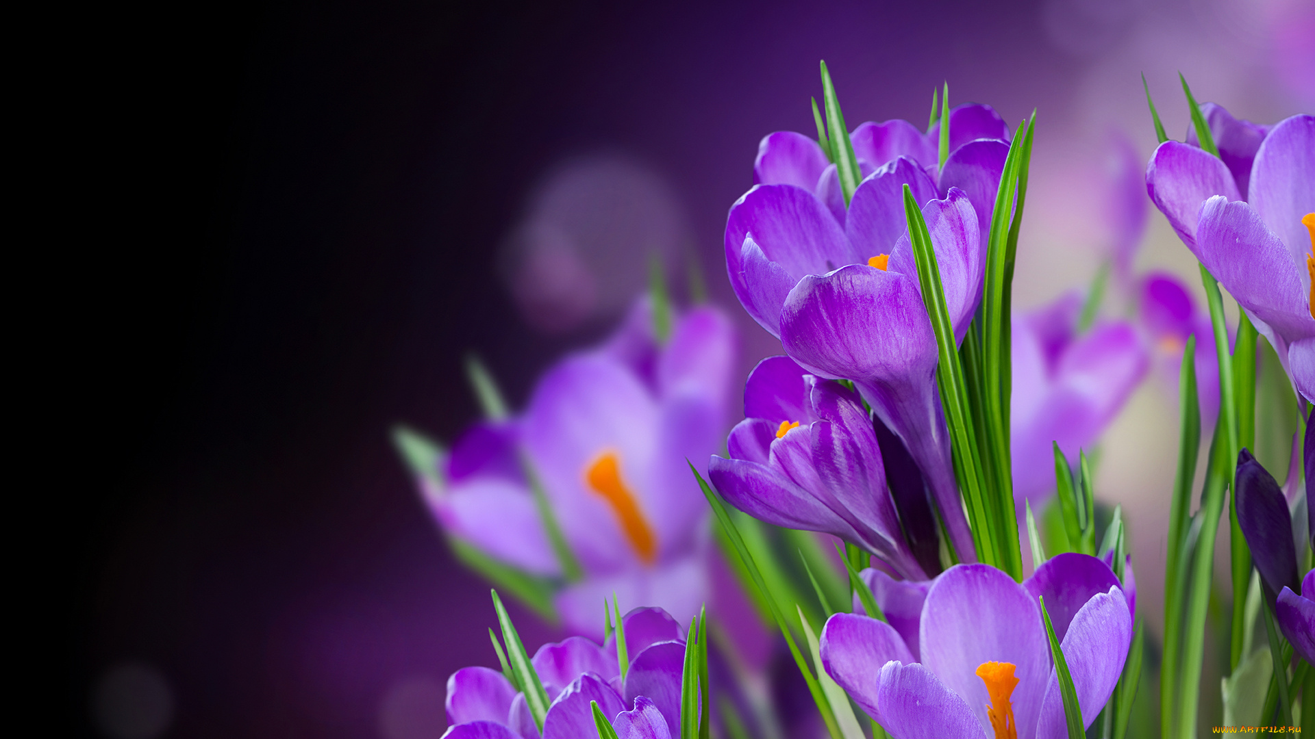 цветы, крокусы, фиолетовые
