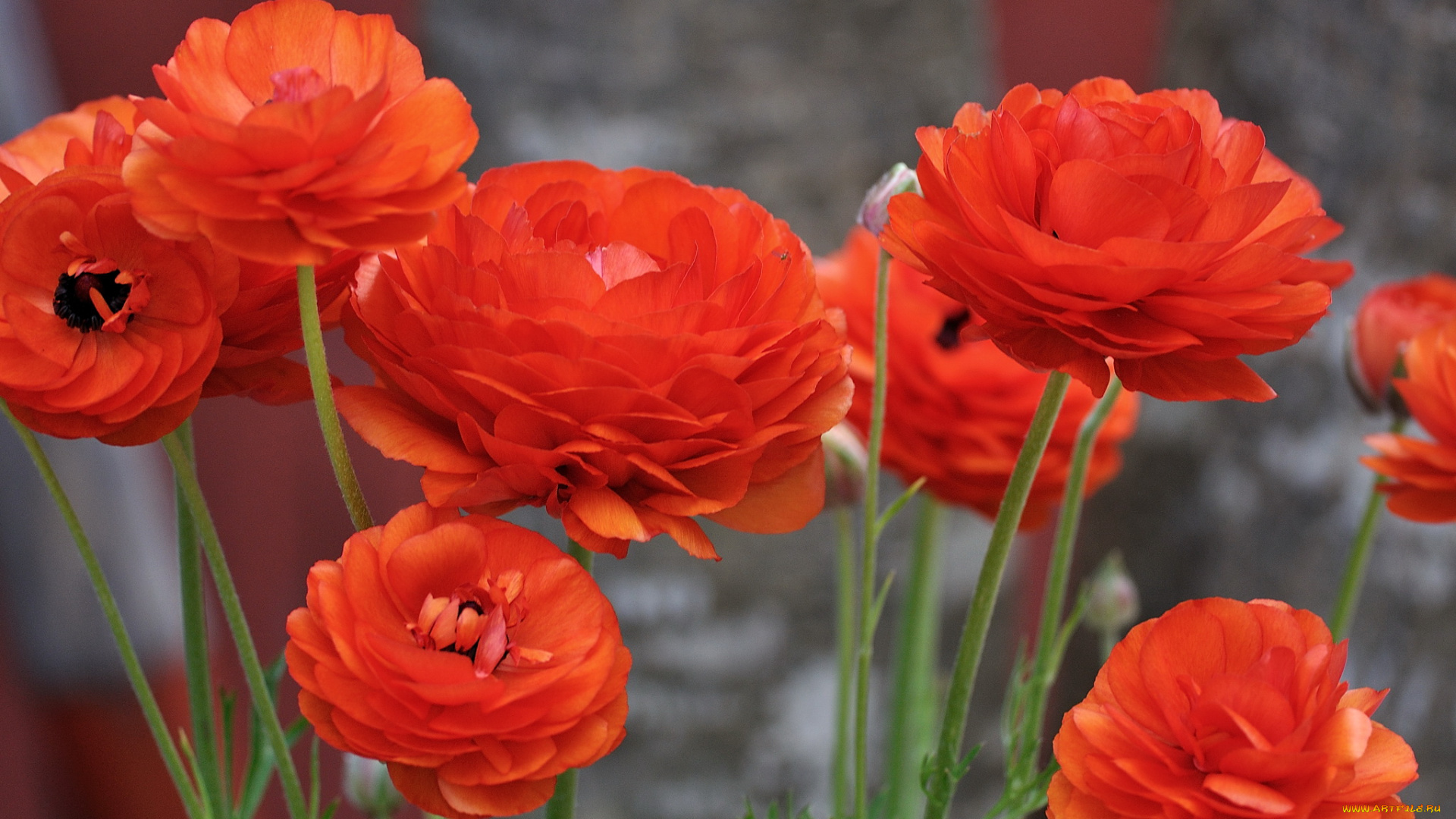 цветы, ранункулюс, азиатский, лютик, ranunculus, сад