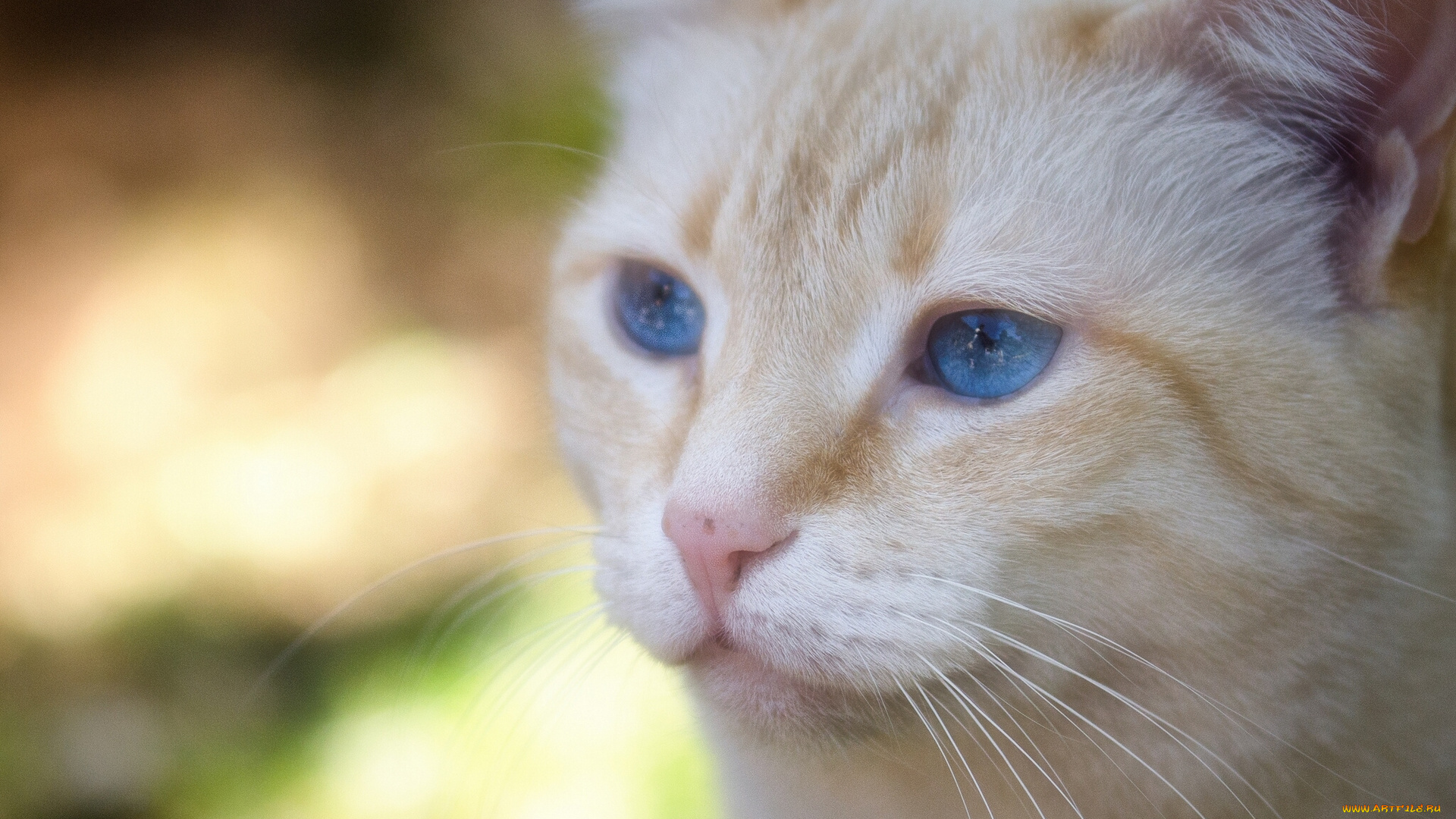 животные, коты, портрет, голубые, глаза, мордочка