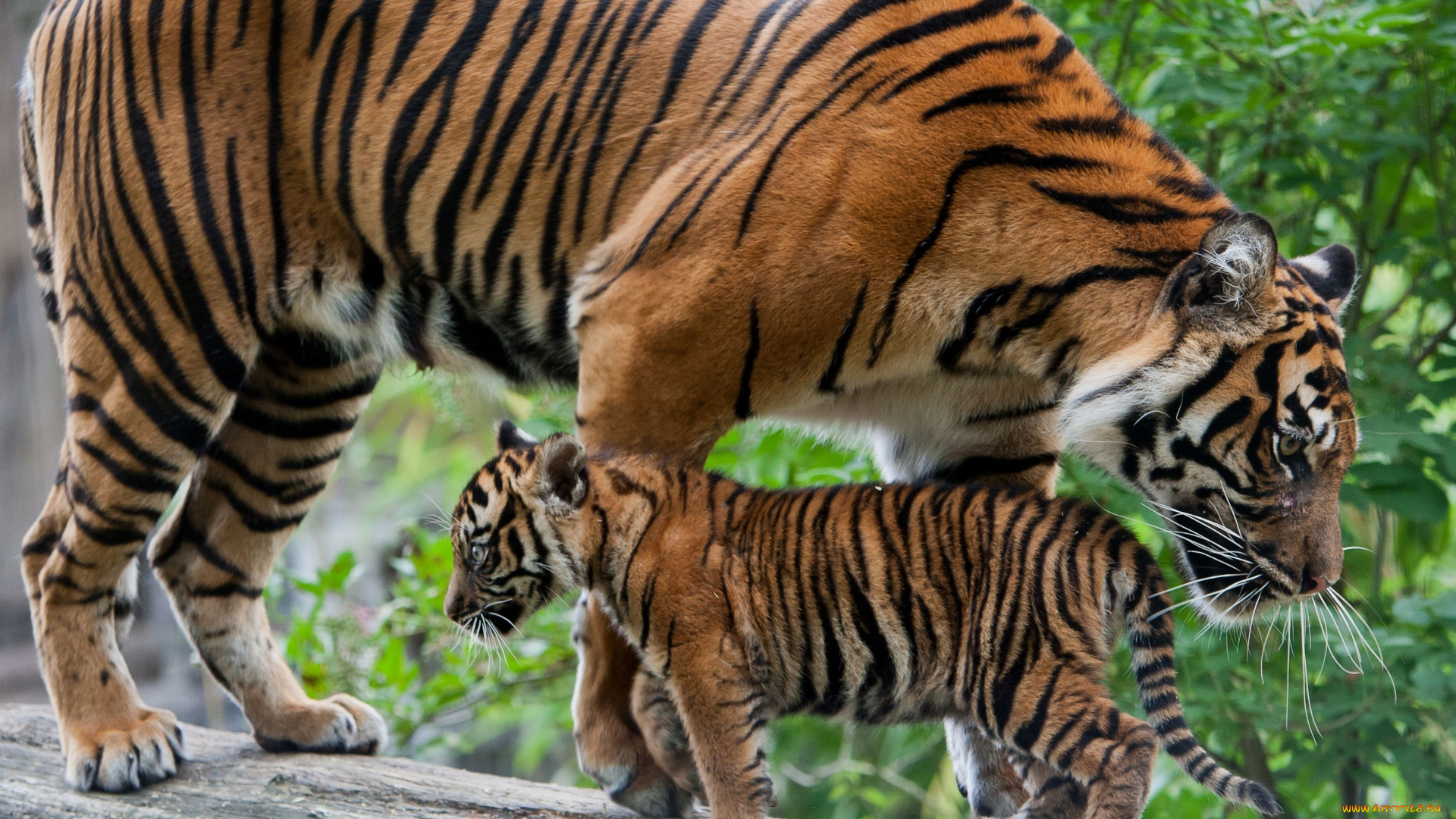 животные, тигры, тигрёнок, тигрица, детёныш, котёнок, материнство, бревно