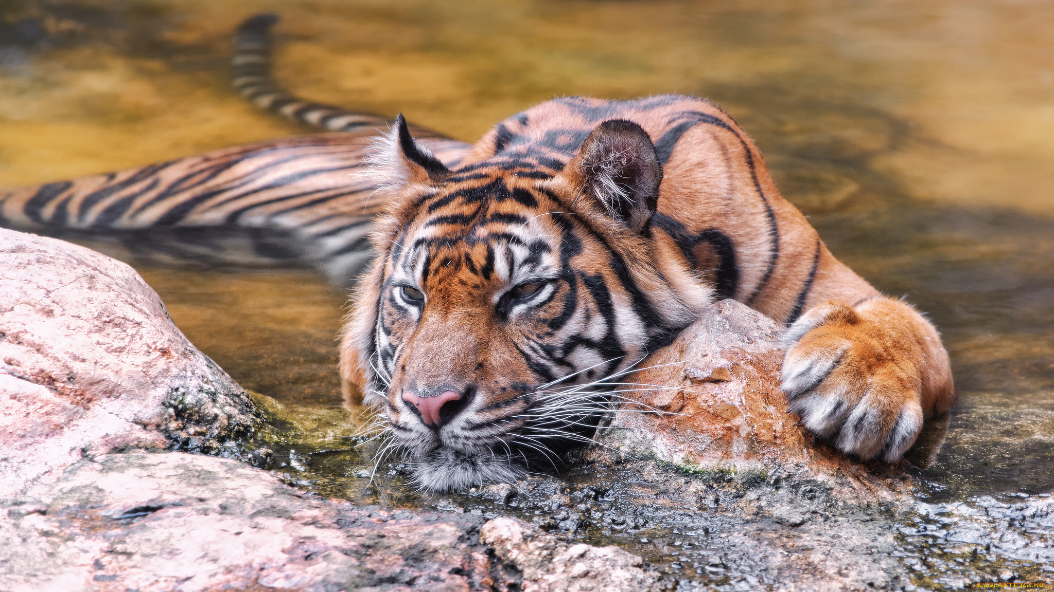 животные, тигры, камни, отдых, вода