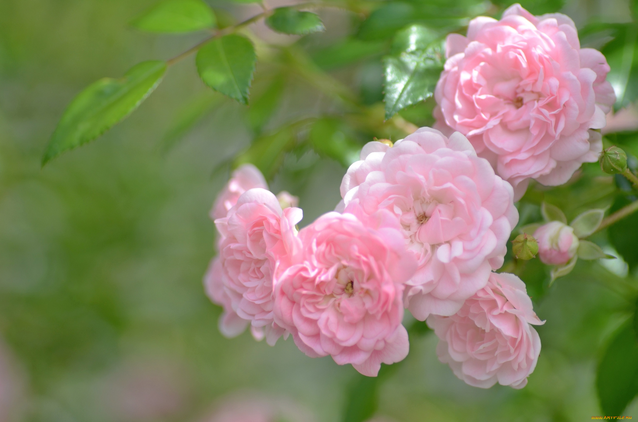 Нежно-розовый цветок скачать