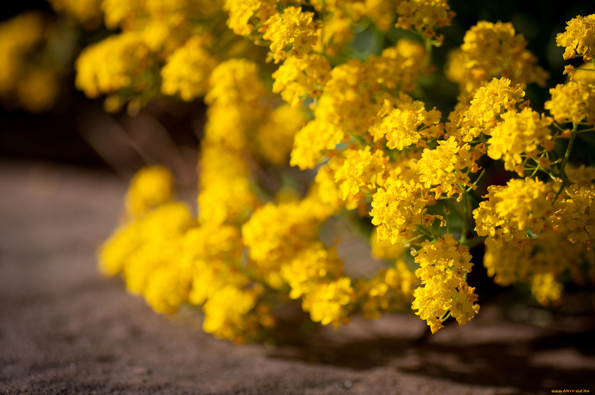 Кусты желтого цвета фото с названиями. Форзиция спринг Глори. Керрия японская Голден Гвинея. Кустик с желтыми цветочками.