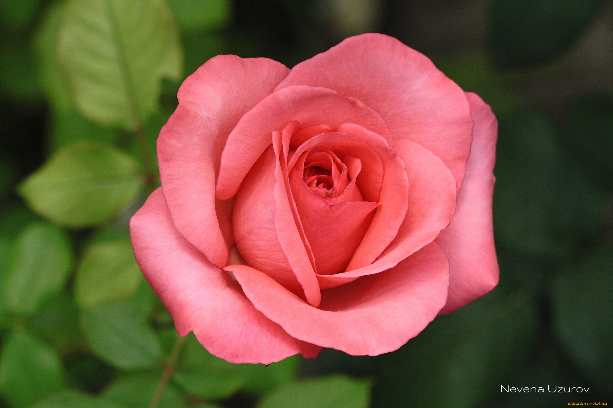 Rose розовый. Роза менхензауер. Pomarosa роза. Роза чайно-гибридная Максим. Роза МАЛЕДИКТА.