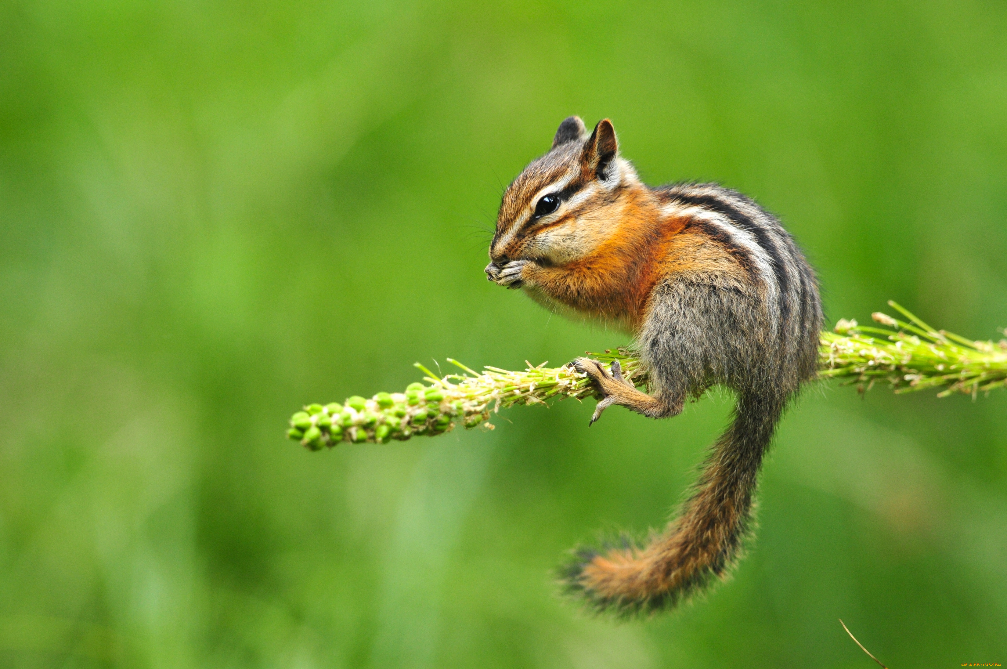 Lil Chipmunk