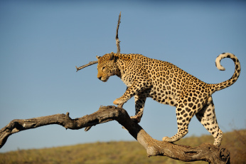 Картинка животные леопарды сук хищник дикая кошка