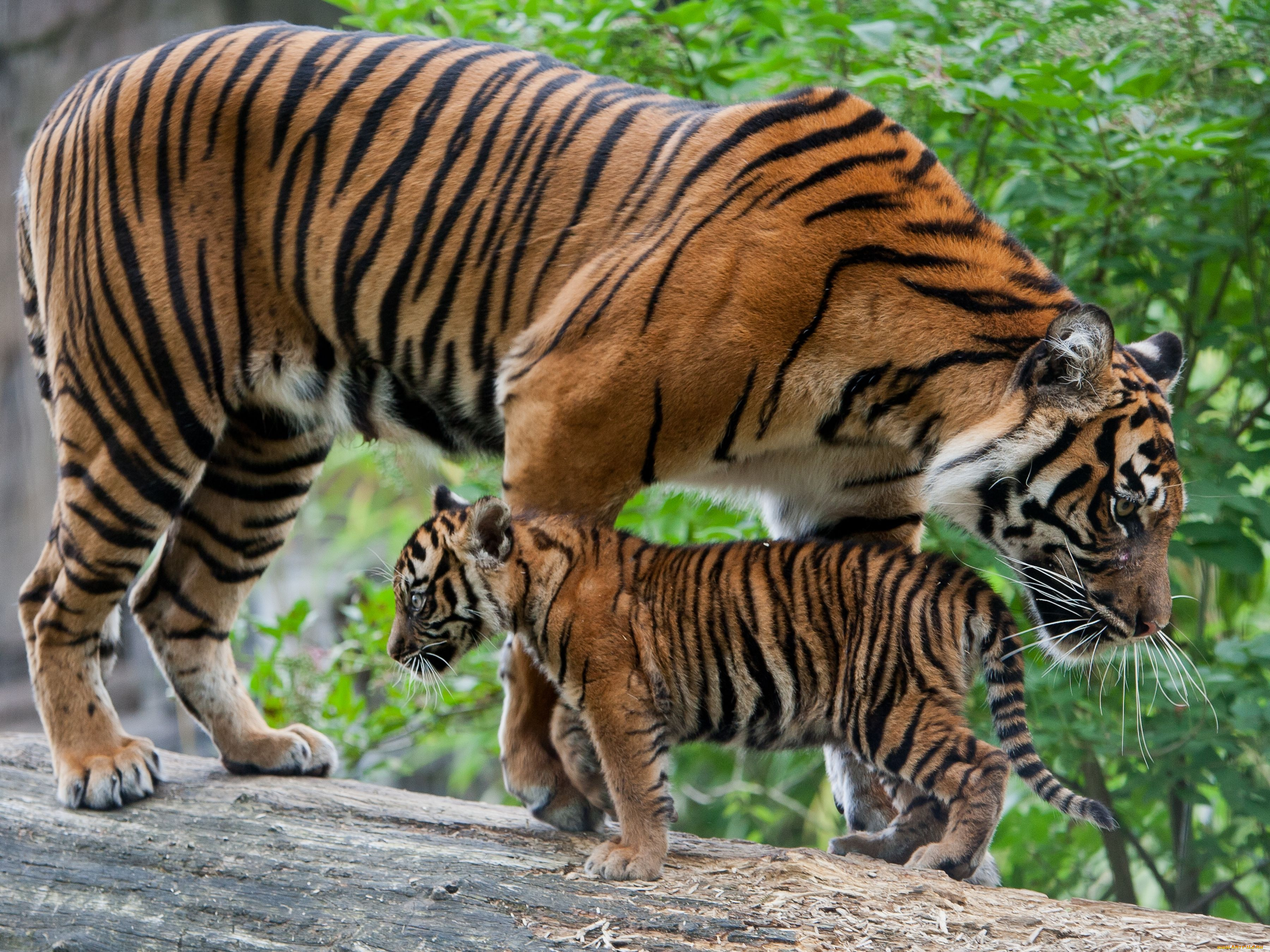 животные, тигры, тигрёнок, тигрица, детёныш, котёнок, материнство, бревно