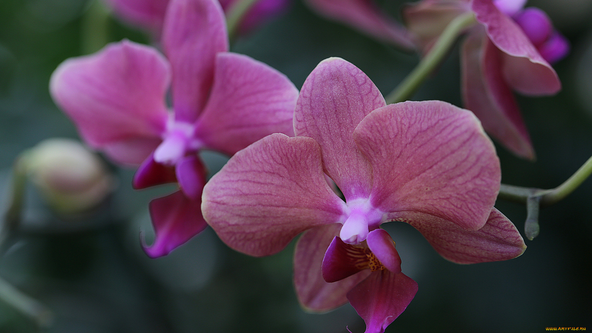 цветы, орхидеи, orchids, цветение, flowers, flowering