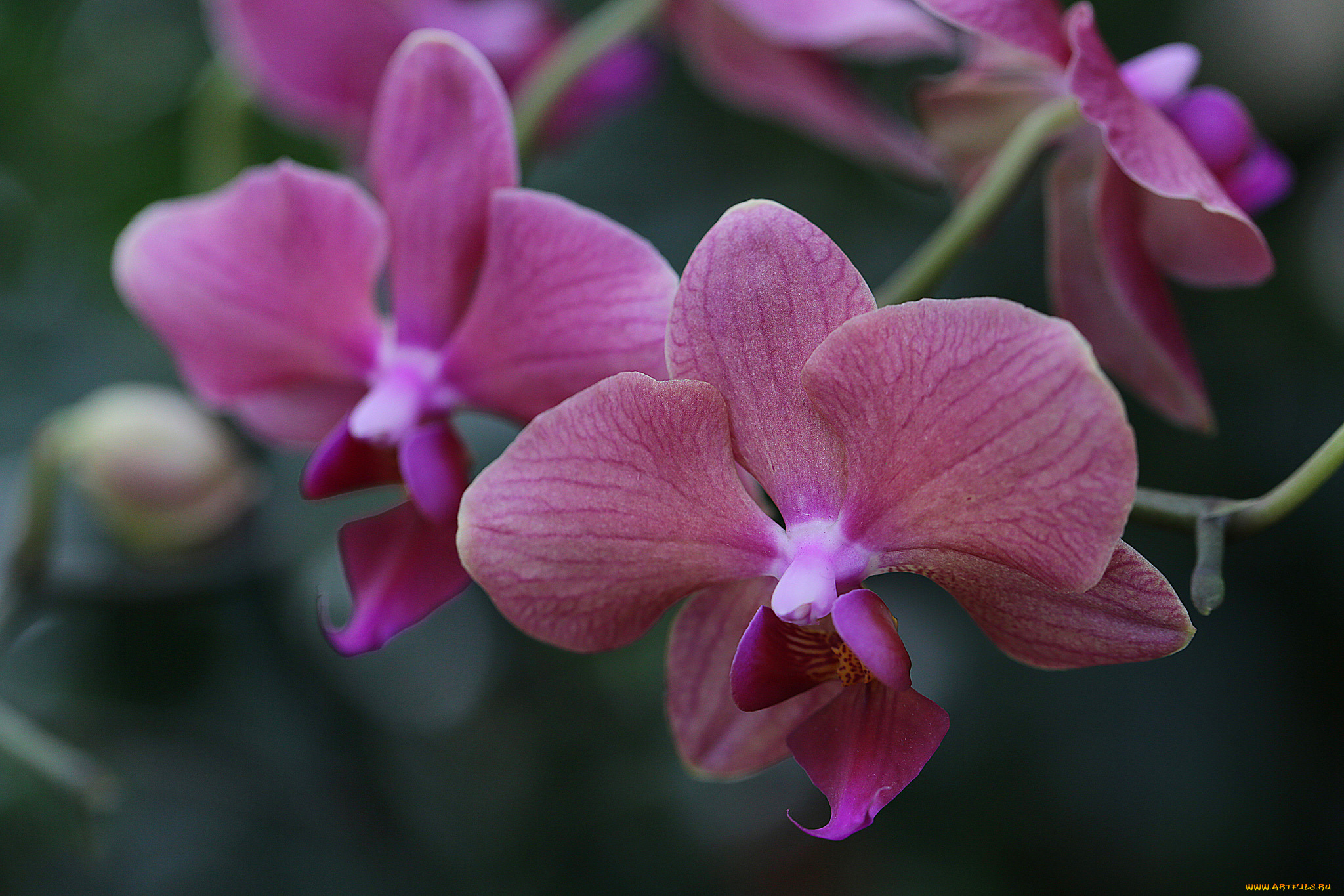 цветы, орхидеи, orchids, цветение, flowers, flowering